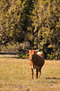 Horse standing in a field