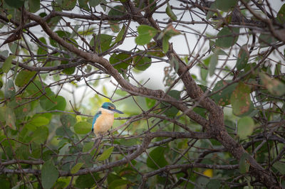 Low angle view of bird perching on tree