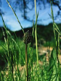 Close-up of plant against blurred background