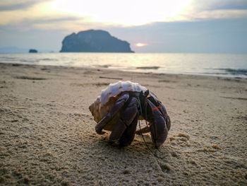 Close-up of crab on beach