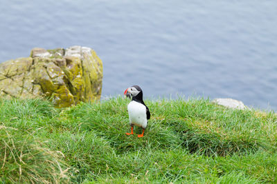 Close-up of bird on field