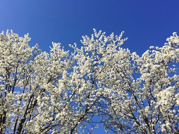 Low angle view of trees against blue sky