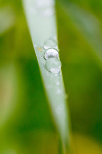 Close-up of water drops on blade of grass