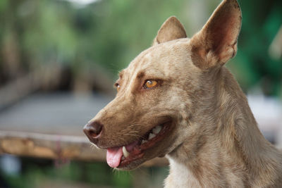 Close-up of dog looking away