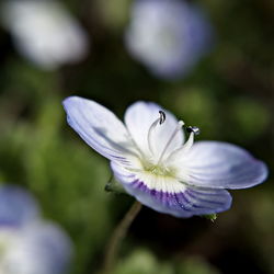 Close-up of white flowers