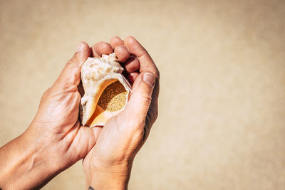 Cropped hands holding seashell at beach