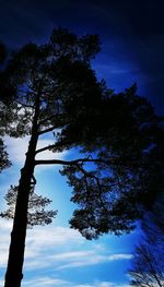 Low angle view of tree against sky at night