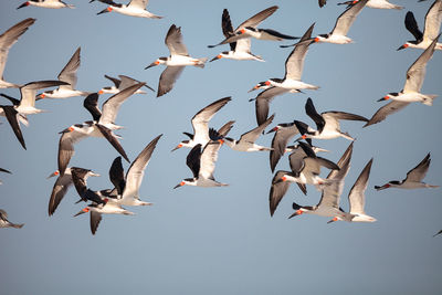 Flock of black skimmer terns rynchops niger on the beach at clam pass in naples, florida