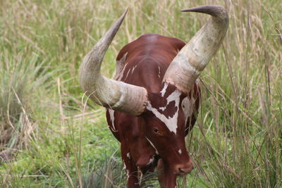 Ankole cattle in a field