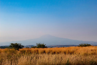 Scenic view of field against clear sky