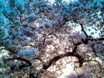 Low angle view of flowering tree against blue sky