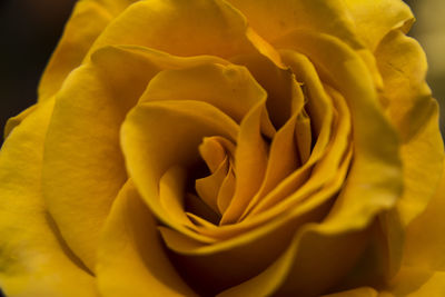 Close-up of yellow rose