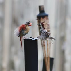 Close-up of birds perching on feeder