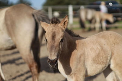 View of a horse in ranch