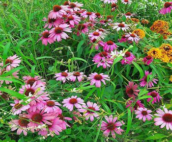 High angle view of pink flowering plants on field