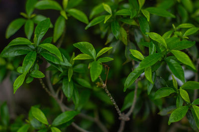 Close-up of fresh green leaves