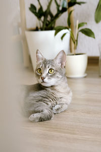 Portrait of a cat on floor at home