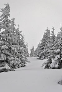 Trees on snow covered landscape against clear sky