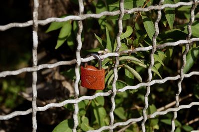 Close-up of heart shape hanging on tree