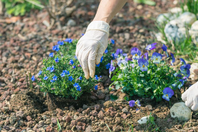 Low section of woman holding flowers on field