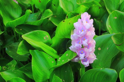 Close-up of purple flowering plant