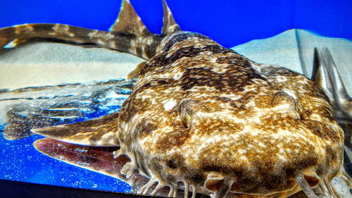 Close-up of blue background