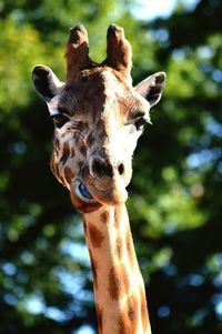 Close-up of giraffe against tree on sunny day