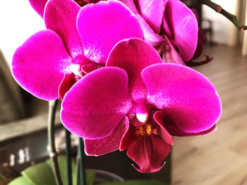 Close-up of pink orchids