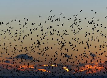 Flock of silhouette birds flying against sky during sunset