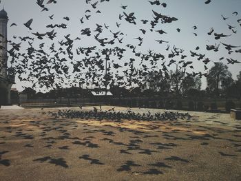 Birds flying over trees against sky