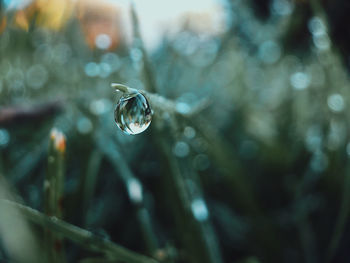 Close-up of water drops on plant