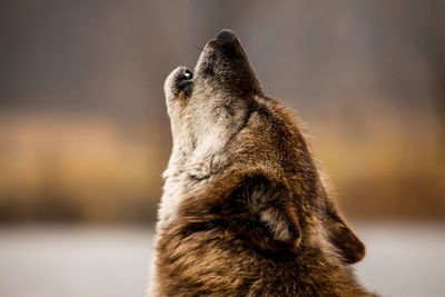 Close-up of wolf