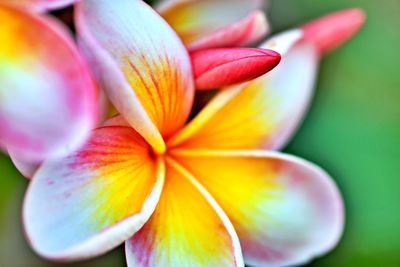 Close-up of multi colored frangipani flower