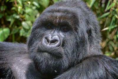 Silverback mountain gorilla