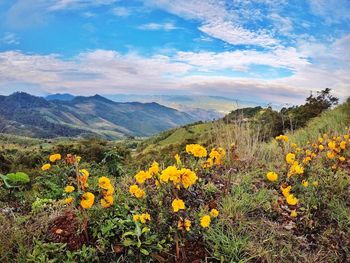 Yellow flowers blooming on field against sky