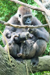 Close-up of monkey sitting on tree