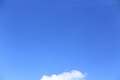 Low angle view of trees against blue sky