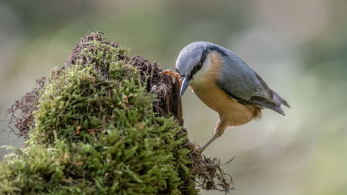 Close-up of bird perching on rock