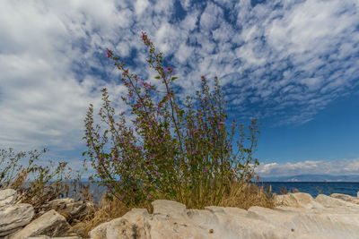 Plant growing on beach against sky