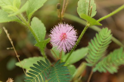 Close-up of purple flowering plant