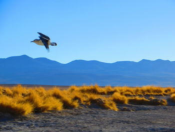 Bird flying over mountains against clear blue sky