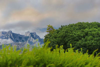 Scenic view of tree mountains against sky