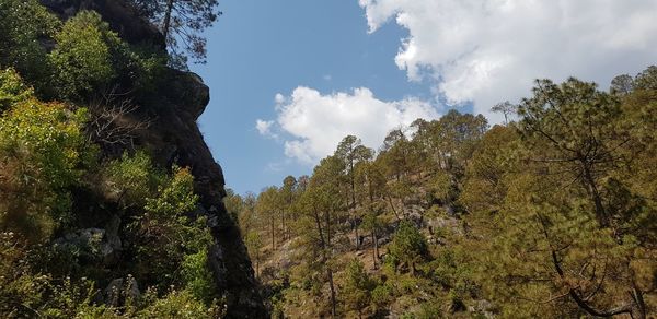 Low angle view of trees against sky