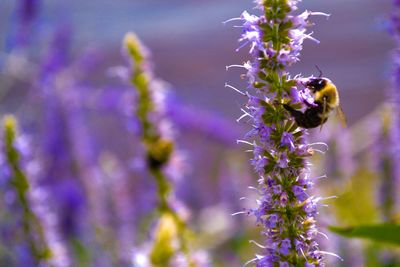 Close-up of bee pollinating on lavender