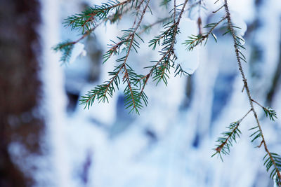 Close-up of pine tree during winter