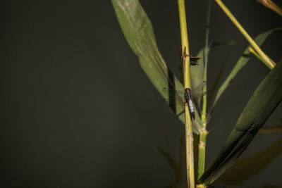 Close-up of insect on plant