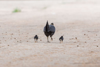 View of birds on sand