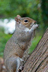 Portrait of an eastern gray squirrel eating a nut.