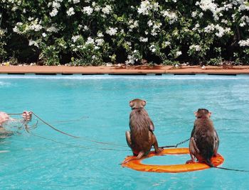 View of bird by swimming pool