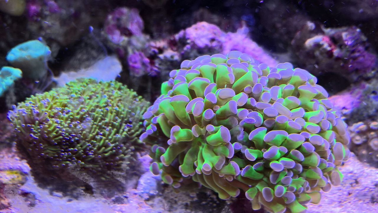 Reef coral